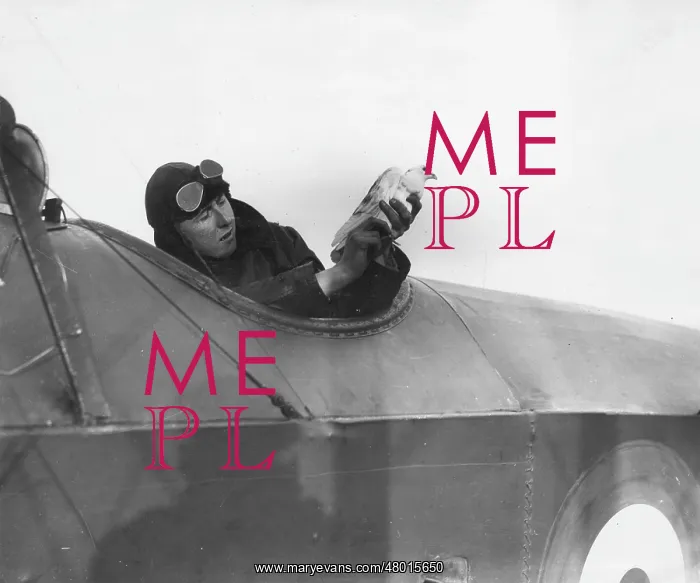 : British pilot with messenger pigeon, WW1 : British pilot with messenger pigeon, WW1