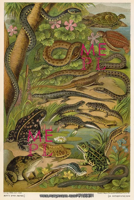 : British Reptiles : British Reptiles
