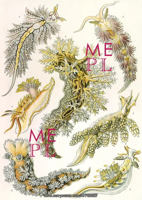 : British Sea Slugs : British Sea Slugs