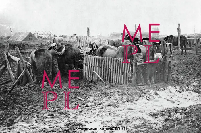 : British service stable on Western Front, WW1 : British service stable on Western Front, WW1