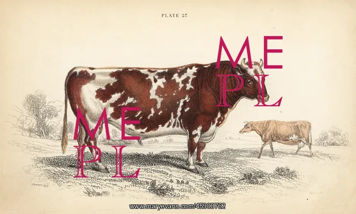 : British shorthorn breed of cattle, Bos taurus : British shorthorn breed of cattle, Bos taurus