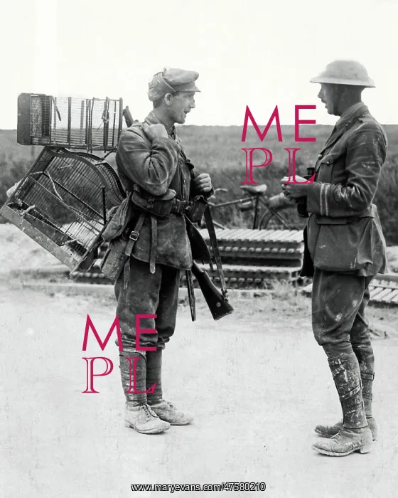 : British soldier with birdcages, Western Front, WW1 : British soldier with birdcages, Western Front, WW1