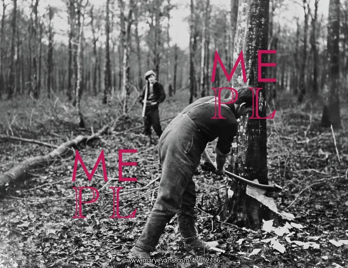 : British soldier felling tree, Western Front, WW1 : British soldier felling tree, Western Front, WW1