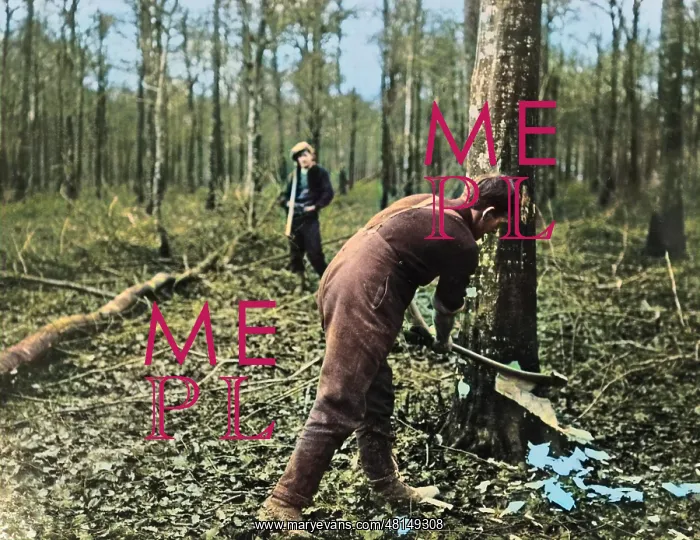 : British soldier felling tree, Western Front, WW1 : British soldier felling tree, Western Front, WW1