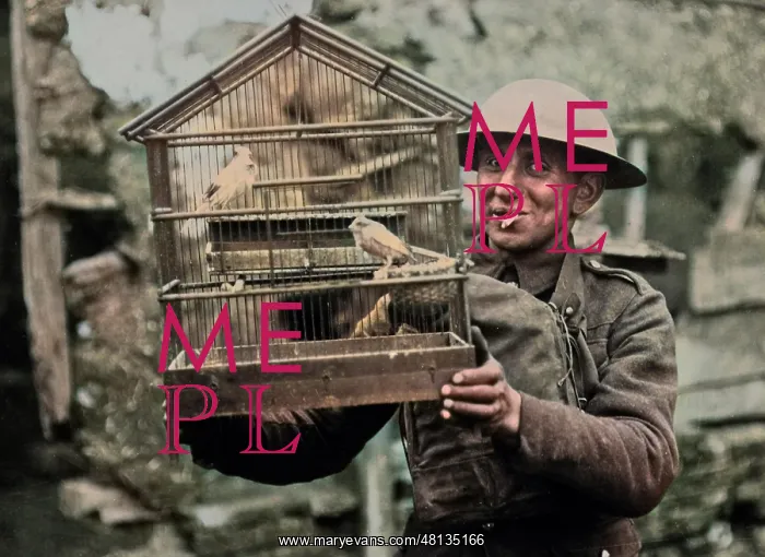 : British soldier with rescued canaries, Western Front, WW1 : British soldier with rescued canaries, Western Front, WW1