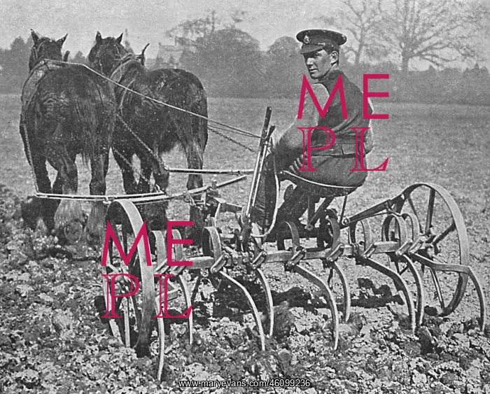 : British soldier working on the land, WW1 : British soldier working on the land, WW1