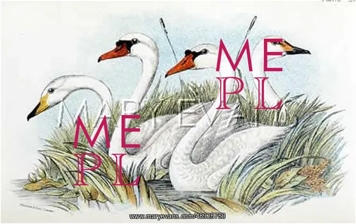 : THREE BRITISH SWANS : THREE BRITISH SWANS