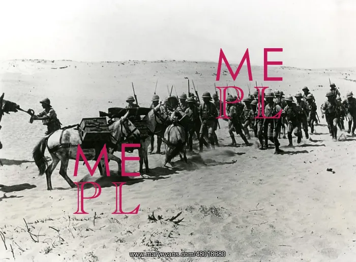 : British troops with mules at Arsuf, Middle East, WW1 : British troops with mules at Arsuf, Middle East, WW1