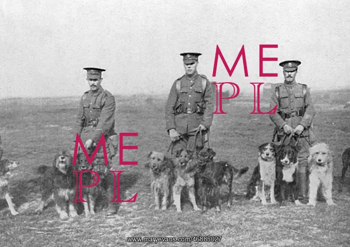 : British War Dog School : British War Dog School