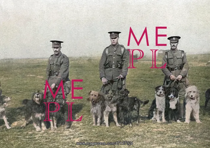 : British War Dog School : British War Dog School
