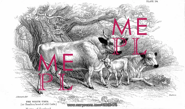 : British Wild or Park cattle. Ancient breed surviving : British Wild or Park cattle. Ancient breed surviving