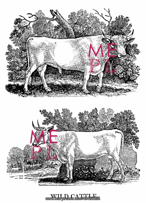 : British Wild or Park Cattle. From Thomas Bewick : British Wild or Park Cattle. From Thomas Bewick