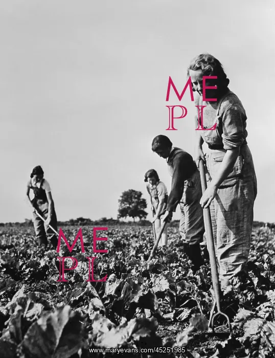 : British women working on the sugar beet crops : British women working on the sugar beet crops