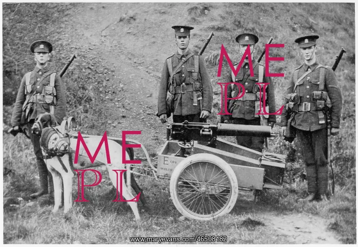 : Britsh Dogs of War - 1915 : Britsh Dogs of War - 1915