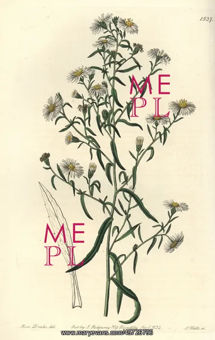 : Brittle aster, Aster fragilis : Brittle aster, Aster fragilis