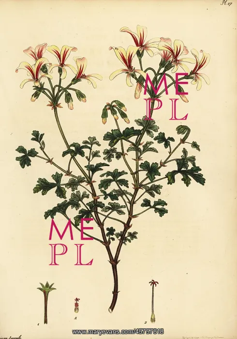 : Brittle-stalked geranium, Geranium fragile : Brittle-stalked geranium, Geranium fragile