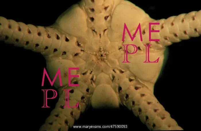 : Brittlestar : Brittlestar