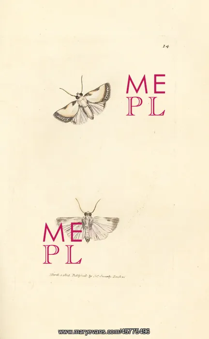 : Brixton Beauty, Acontia nitidula : Brixton Beauty, Acontia nitidula