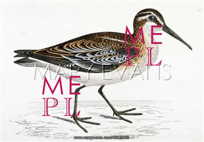 : BROAD-BILLED SANDPIPER