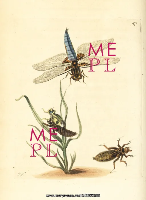 : Broad-bodied chaser or darter, Libellula depressa : Broad-bodied chaser or darter, Libellula depressa