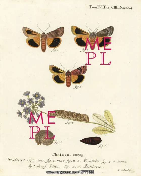 : Broad-bordered yellow underwing, Noctua fimbriata : Broad-bordered yellow underwing, Noctua fimbriata