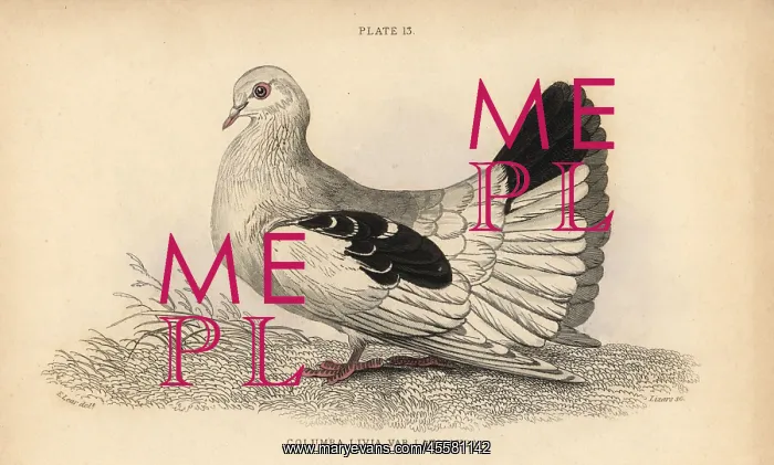 : Broad or fan-tailed shaker, Columba tremula : Broad or fan-tailed shaker, Columba tremula