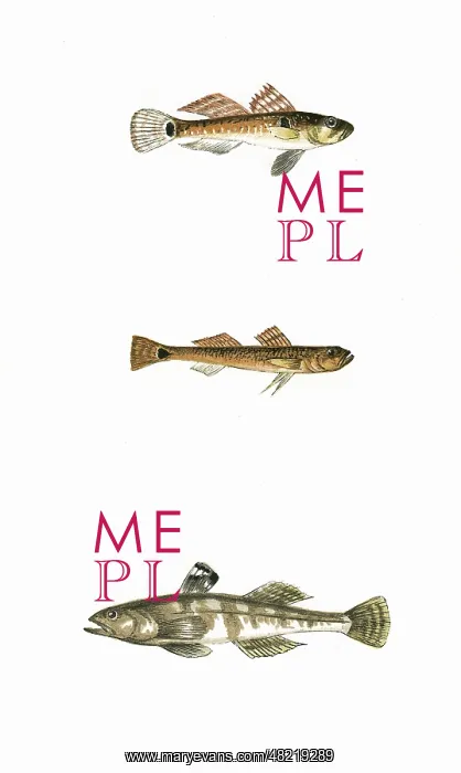 : Broad-Finned, Tail-Spotted, and One-Spotted Goby : Broad-Finned, Tail-Spotted, and One-Spotted Goby