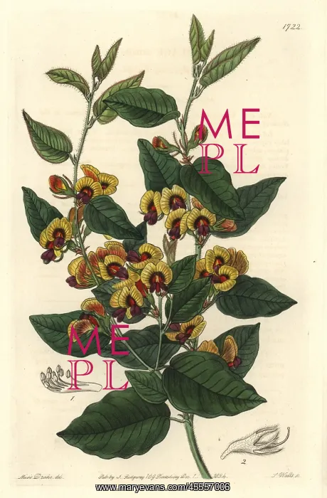 : Broad-leafed brown pea, Bossiaea ornata : Broad-leafed brown pea, Bossiaea ornata