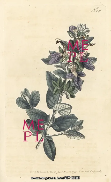 : Broad-leav'd shrubby germander, Teucrium fruticans : Broad-leav'd shrubby germander, Teucrium fruticans