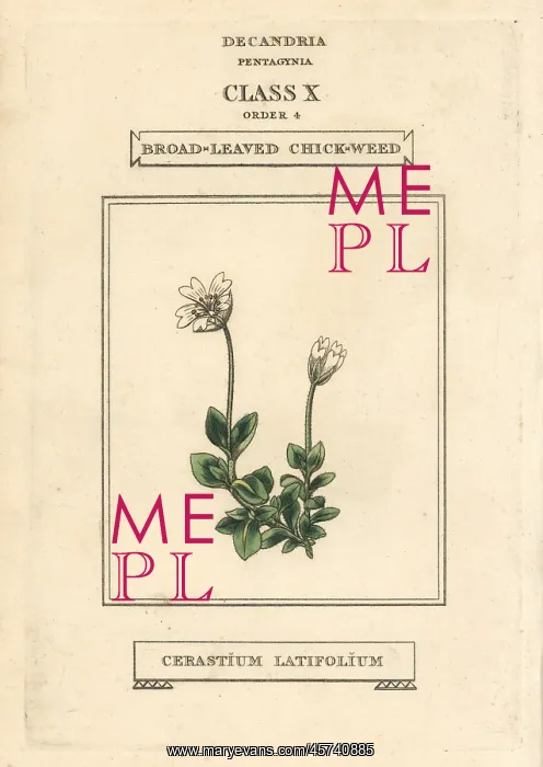 : Broad-leaved chickweed, Cerastium latifolium : Broad-leaved chickweed, Cerastium latifolium
