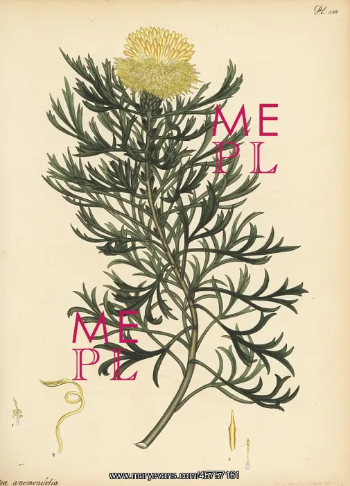: Broad-leaved drumsticks, Isopogon anemonifolius : Broad-leaved drumsticks, Isopogon anemonifolius