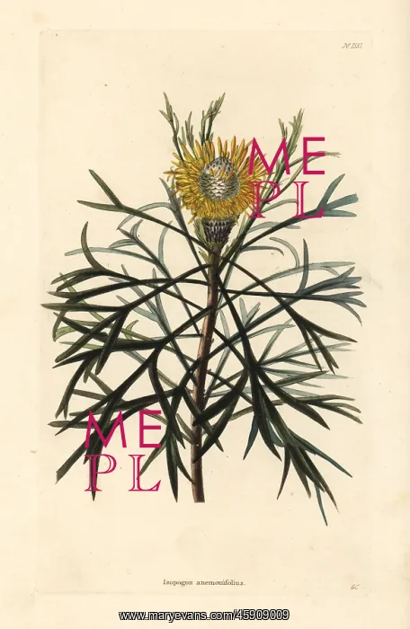 : Broad-leaved drumsticks, Isopogon anemonifolius : Broad-leaved drumsticks, Isopogon anemonifolius