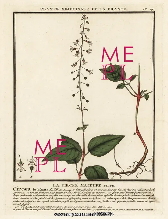 : Broad-leaved enchanter's nightshade, Circaea lutetiana : Broad-leaved enchanter's nightshade, Circaea lutetiana