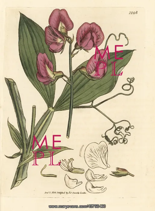 : Broad-leaved everlasting sweetpea, Lathyrus latifolius : Broad-leaved everlasting sweetpea, Lathyrus latifolius