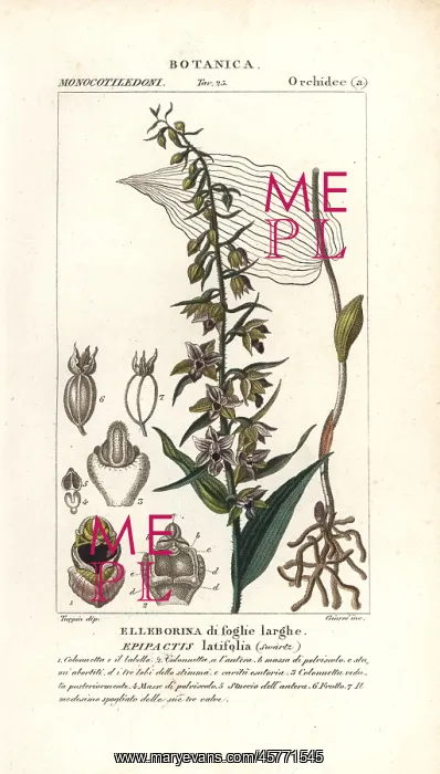 : Broad-leaved helleborine orchid, Epipactis helleborine : Broad-leaved helleborine orchid, Epipactis helleborine