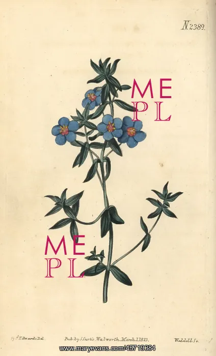 : Broad-leaved pimpernel, Anagallis latifolia : Broad-leaved pimpernel, Anagallis latifolia