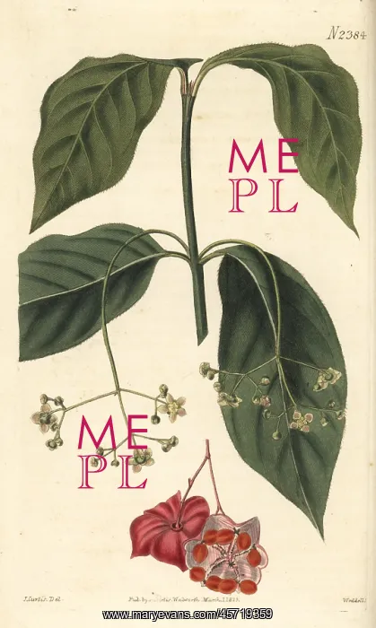 : Broad-leaved spindle tree, Euonyms latifolius : Broad-leaved spindle tree, Euonyms latifolius