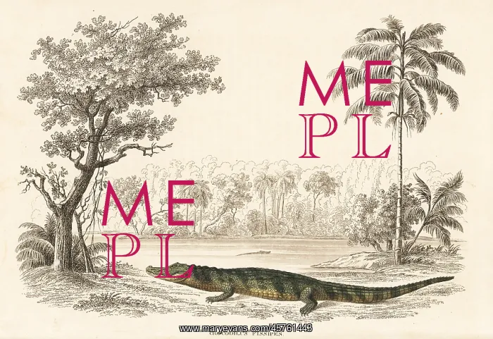 : Broad-snouted caiman, Caiman latirostris : Broad-snouted caiman, Caiman latirostris