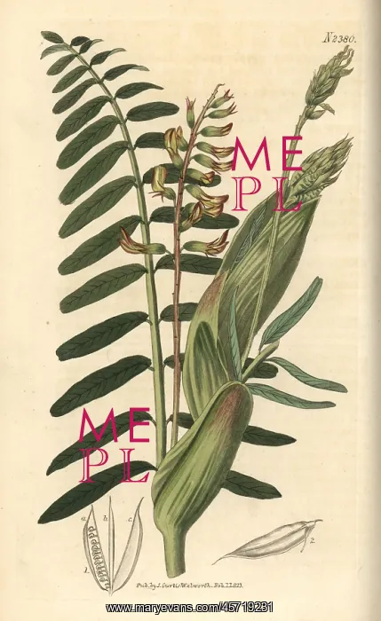 : Broad-stipuled astragalus, Astragalus stipitatus : Broad-stipuled astragalus, Astragalus stipitatus