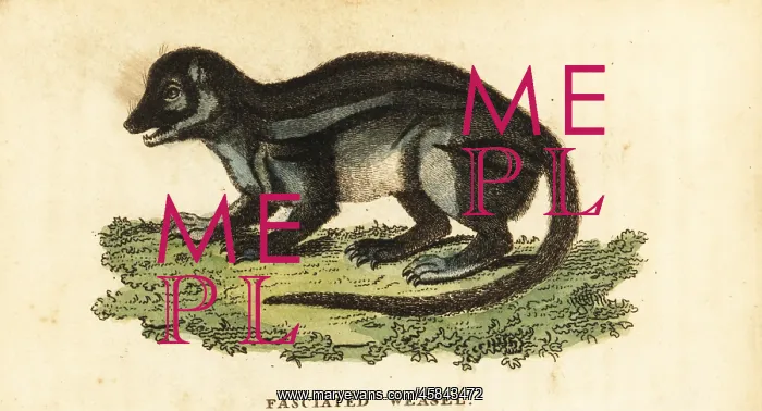 : Broad-striped Malagasy mongoose, Galidictis fasciata : Broad-striped Malagasy mongoose, Galidictis fasciata
