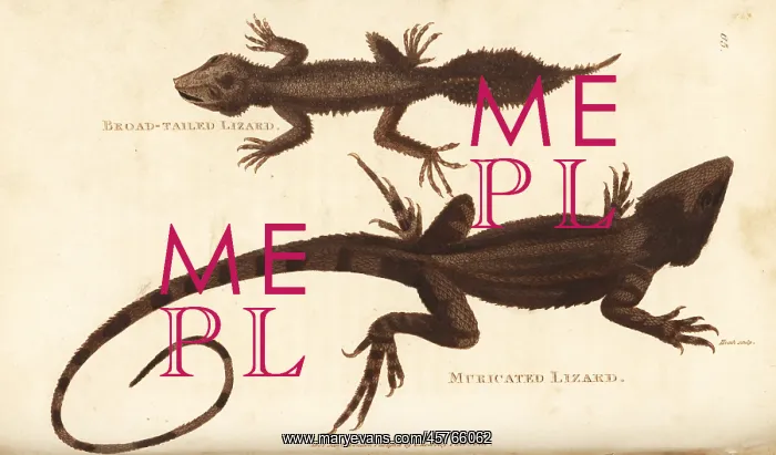 : Broad-tailed gecko and jacky lashtail lizard : Broad-tailed gecko and jacky lashtail lizard
