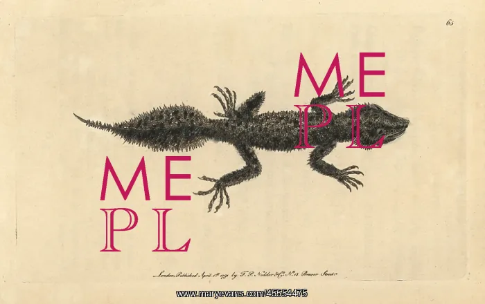 : Broad-tailed gecko, Phyllurus platurus : Broad-tailed gecko, Phyllurus platurus