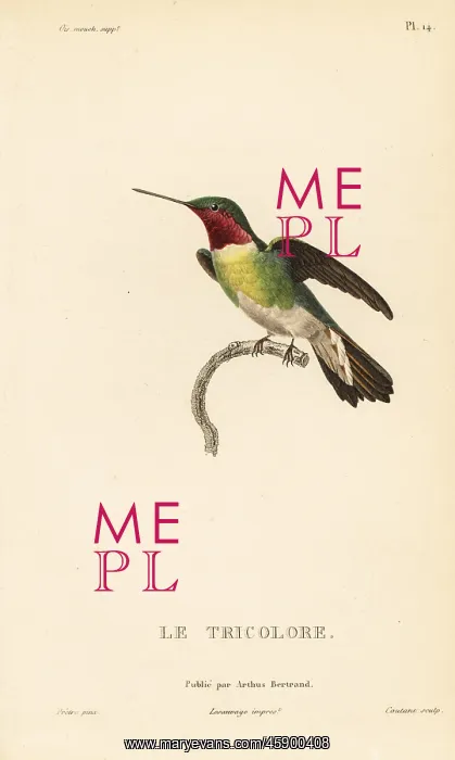 : Broad-tailed hummingbird, Selasphorus platycercus : Broad-tailed hummingbird, Selasphorus platycercus
