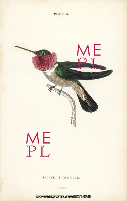 : Broad-tailed hummingbird, Selasphorus platycercus : Broad-tailed hummingbird, Selasphorus platycercus