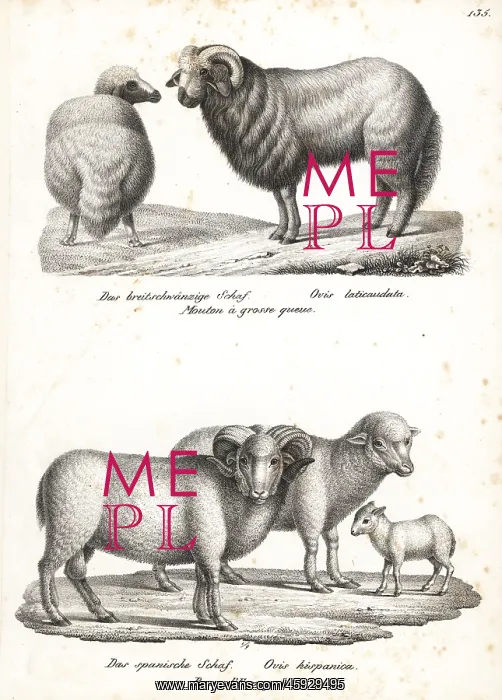 : Broad-tailed sheep and merino sheep : Broad-tailed sheep and merino sheep