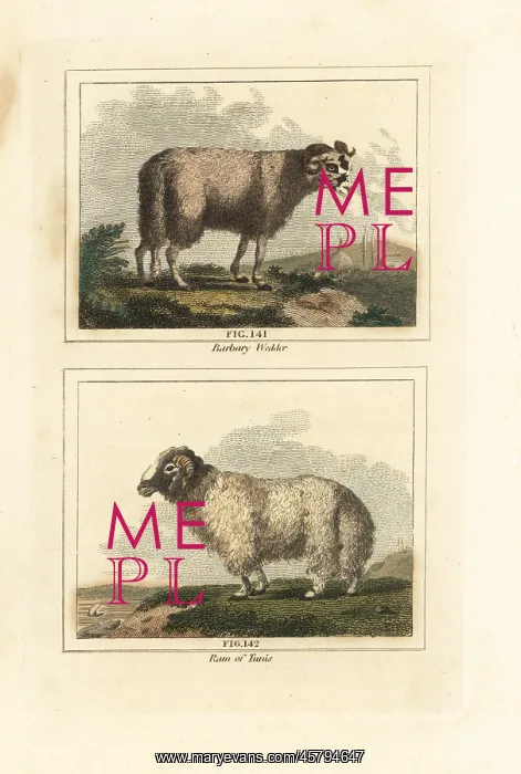 : Broad tailed sheep, Ovis aries subsp : Broad tailed sheep, Ovis aries subsp