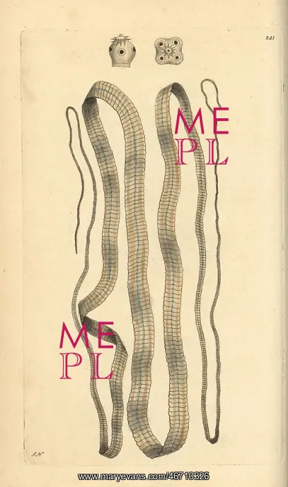 : Broad tapeworm, Diphyllobothrium latum : Broad tapeworm, Diphyllobothrium latum