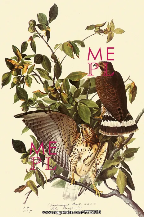  : Broad-Winged Hawk, Buteo platypterus