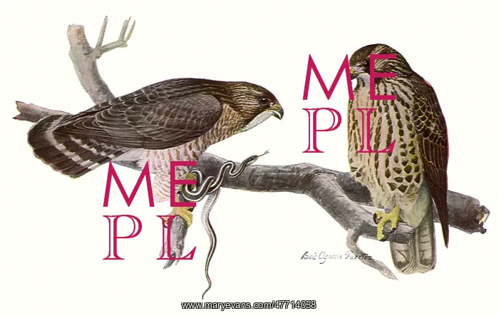  : Broad-Winged Hawks