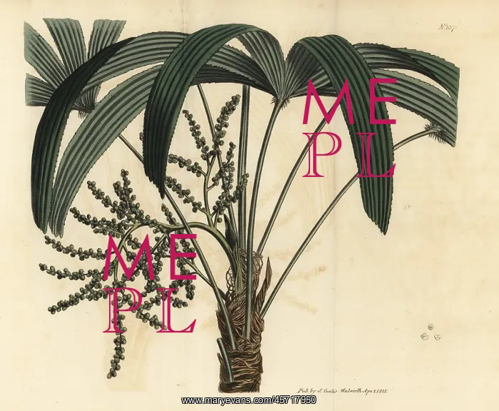 : Broadleaf lady palm, Rhapis excelsa : Broadleaf lady palm, Rhapis excelsa